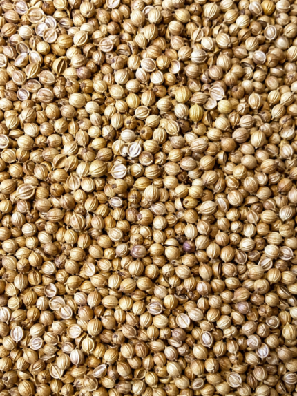 DRIED  CORIANDER  WHOLE
